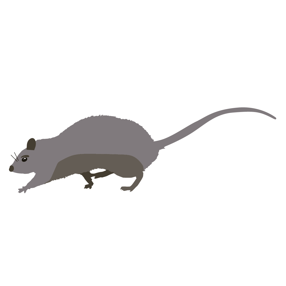 Rat Icon